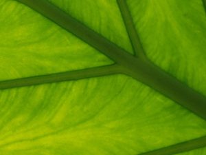 เซลลูโลส (Cellulose) โครงสร้างหลักที่สำคัญของผนังเซลล์พืช คืออะไร?