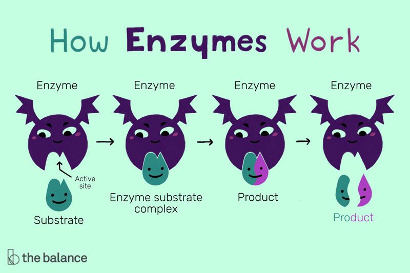 enzymes affect chemical reactions in living organisms by