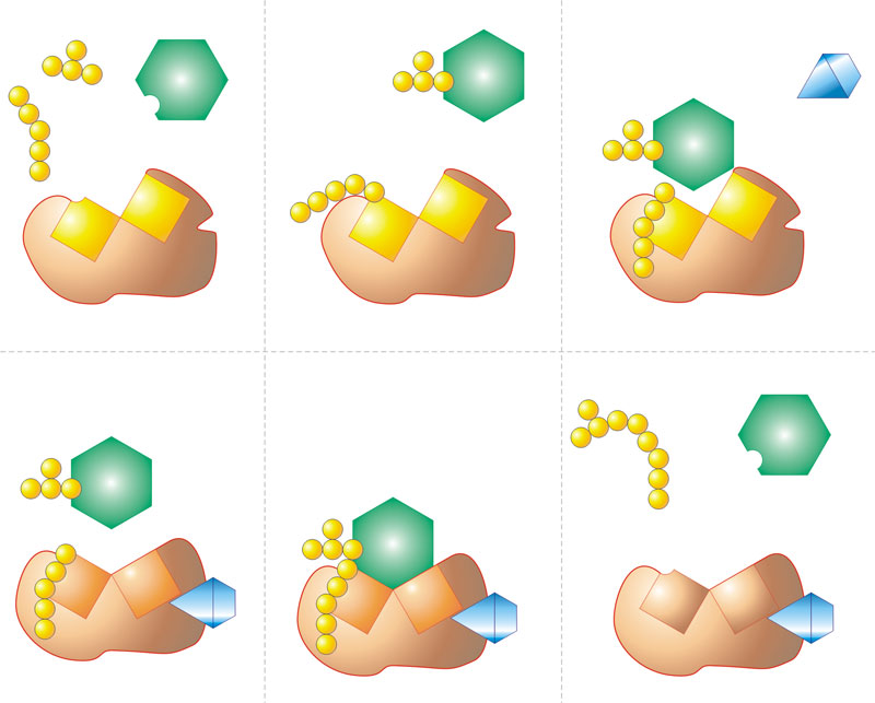 Coenzyme