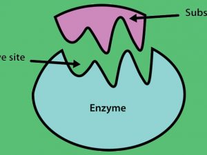 เอ็นไซม์ (Enzyme) กลุ่มโปรตีนเพื่อเร่งปฏิกิริยาทางชีวเคมี ที่เกิดขึ้นภายในเซลล์