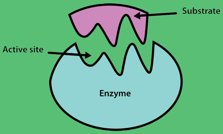 เอ็นไซม์ (Enzyme) กลุ่มโปรตีนเพื่อเร่งปฏิกิริยาทางชีวเคมี ที่เกิดขึ้นภายในเซลล์