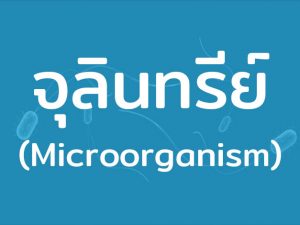 จุลินทรีย์ (Microorganism) สิ่งมีชีวิตขนาดเล็ก มีทั้งดีและไม่ดี พบเจอได้ในสภาพแวดล้อมต่างๆ