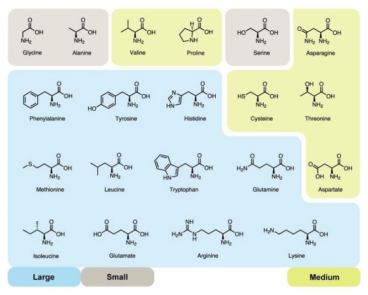 กรดอะมิโน (Amino Acid) ส่วนประกอบสำคัญของโปรตีน เพื่อนำไปใช้ประโยชน์ใน