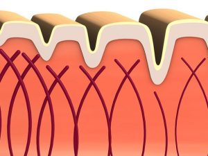 คอลลาเจน (Collagen) เสริมสร้างความแข็งแรง และความยืดหยุ่นให้ผิวหนังและอวัยวะ