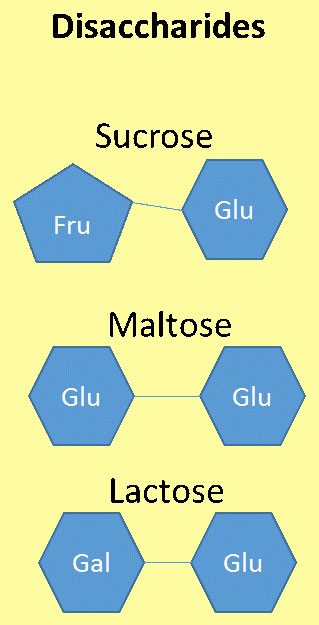 น้ำตาลโมเลกุลคู่ (disaccharides)