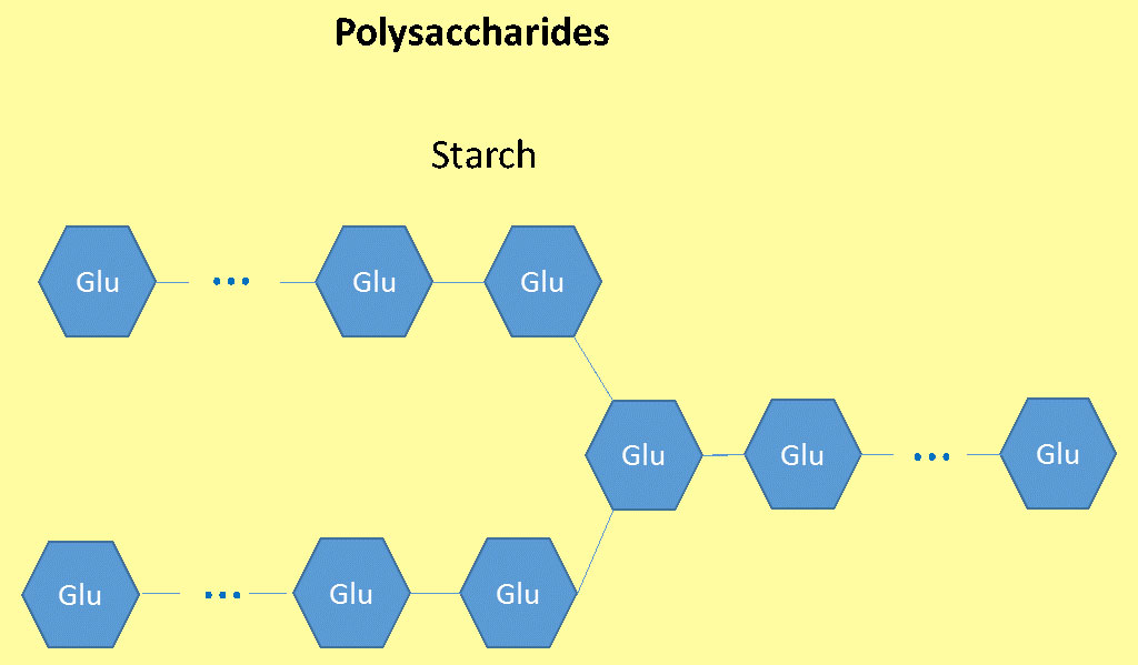 น้ำตาลโมเลกุลใหญ่ (polysaccharides)