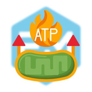 การผลิต ATP (ATP Production)