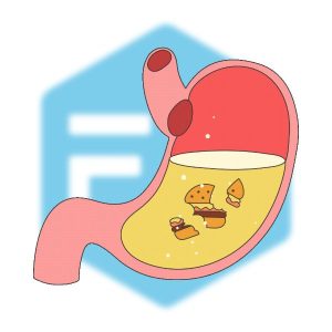 การย่อยอาหาร (Digestion)