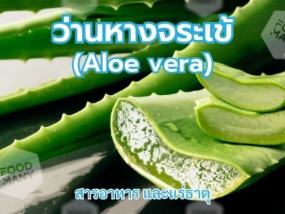 ว่านหางจระเข้ หรือ Aloe vera