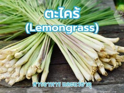 ตะไคร้ (Lemongrass)