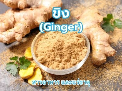 ขิง (Ginger)