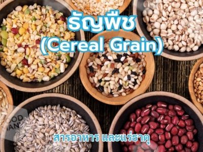 ธัญพืช (Cereal Grain)
