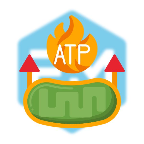 การผลิต ATP (ATP Production)