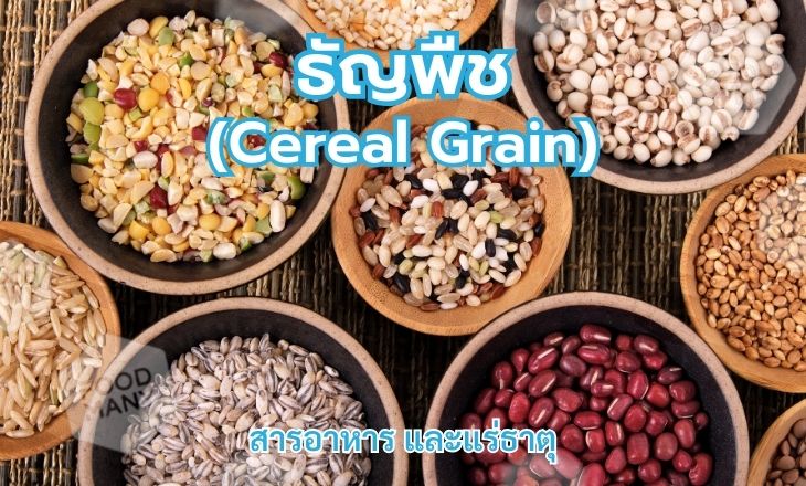 ธัญพืช (Cereal Grain)
